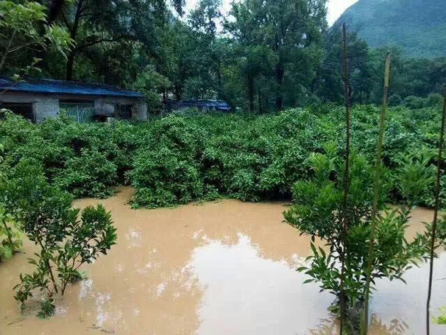水災(zāi)后柑橘樹如何護(hù)理？
